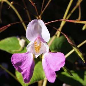 Photographie n°54252 du taxon Impatiens balfourii Hook.f.