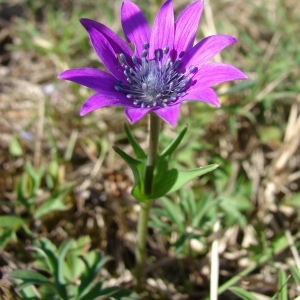 Photographie n°54273 du taxon Anemone hortensis L. [1753]