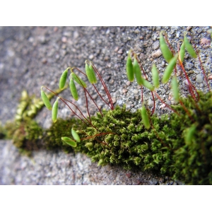 Bryum capillare.JPG