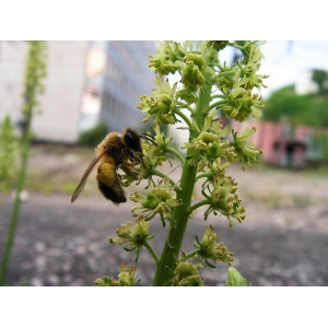 Reseda lutea + abeille.JPG