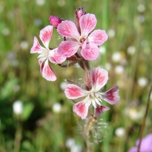 Photographie n°54286 du taxon Silene gallica L. [1753]