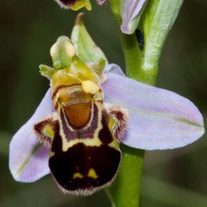 Photographie n°54296 du taxon Ophrys apifera Huds. [1762]