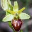  Jean-Jacques Houdré - Ophrys aranifera Huds. [1778]