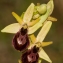  Jean-Jacques Houdré - Ophrys exaltata subsp. marzuola Geniez, Melki & R.Soca [2002]