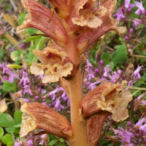 Photographie n°54330 du taxon Orobanche alba Stephan ex Willd. [1800]