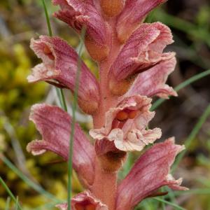 Photographie n°54332 du taxon Orobanche alba Stephan ex Willd. [1800]