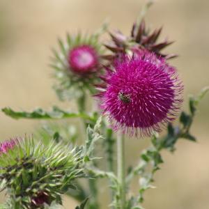 Photographie n°54335 du taxon Carduus nutans L. [1753]