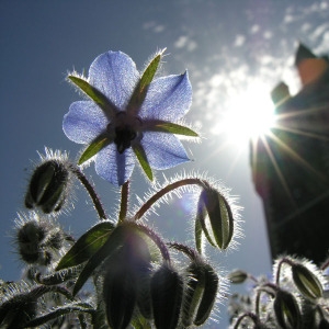 Photographie n°54336 du taxon Borago officinalis L. [1753]