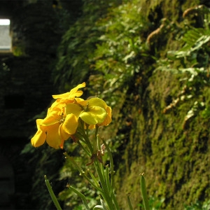 Photographie n°54338 du taxon Erysimum cheiri (L.) Crantz [1769]