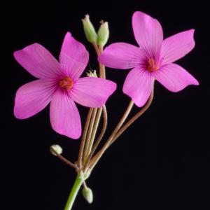 Photographie n°54339 du taxon Oxalis articulata Savigny [1798]