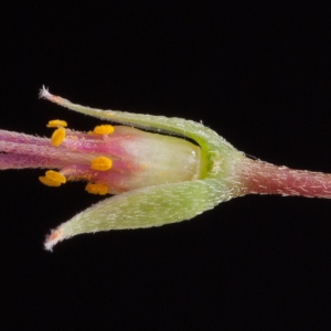 Photographie n°54344 du taxon Oxalis articulata Savigny [1798]