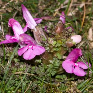 Photographie n°54351 du taxon Pedicularis sylvatica L. [1753]