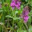  Jean-Jacques Houdré - Pedicularis verticillata L.