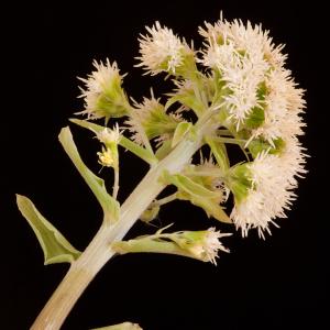 Photographie n°54356 du taxon Petasites albus (L.) Gaertn. [1791]