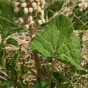 Photographie n°54360 du taxon Petasites hybridus (L.) G.Gaertn., B.Mey. & Scherb.