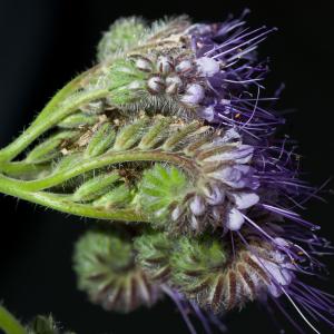 Photographie n°54362 du taxon Phacelia tanacetifolia Benth.