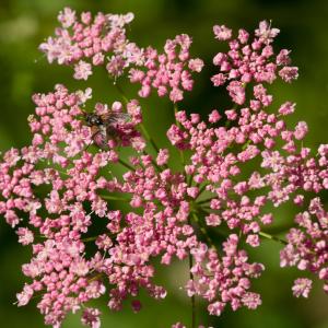 Pimpinella rubra Hoppe ex Schleich. (Boucage rouge)