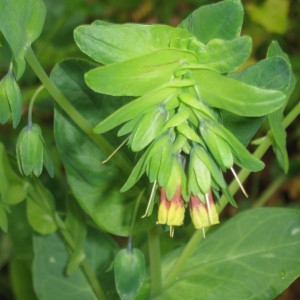 Cerinthe glabra subsp. pyrenaica (Arv.-Touv.) Kerguélen (Cérinthe des Pyrénées)