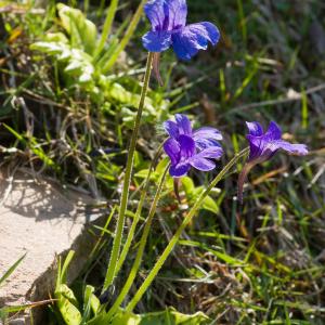 Photographie n°54376 du taxon Pinguicula grandiflora Lam. [1789]