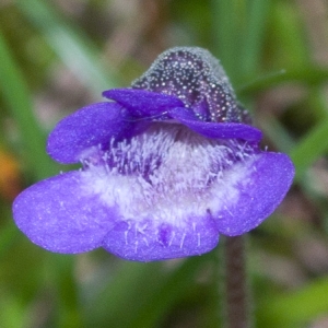 Photographie n°54383 du taxon Pinguicula vulgaris L. [1753]