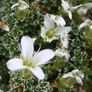 Arenaria tetraquetra L. (Sabline à quatre rangs)