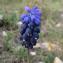  Paul Fabre - Muscari neglectum Guss. ex Ten.