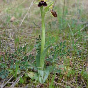 Photographie n°54414 du taxon Ophrys exaltata subsp. marzuola Geniez, Melki & R.Soca [2002]
