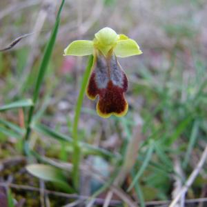 Photographie n°54415 du taxon Ophrys marmorata G.Foelsche & W.Foelsche [1998]