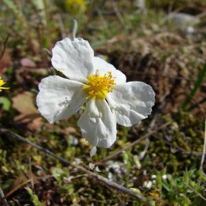 Photographie n°54416 du taxon Helianthemum apenninum (L.) Mill. [1768]