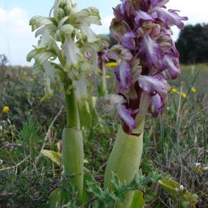 Photographie n°54420 du taxon Himantoglossum robertianum (Loisel.) P.Delforge [1999]