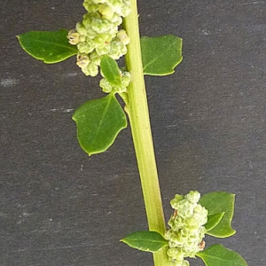 Photographie n°54433 du taxon Chenopodium opulifolium Schrad. ex W.D.J.Koch & Ziz [1814]