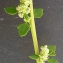  Bertrand BUI - Chenopodium opulifolium Schrad. ex W.D.J.Koch & Ziz [1814]