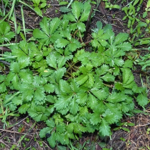 Photographie n°54443 du taxon Potentilla recta L. [1753]