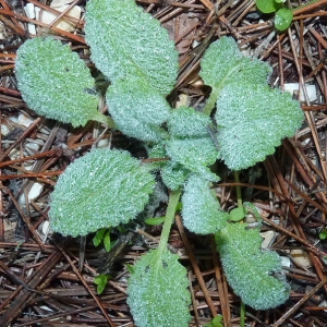 Photographie n°54446 du taxon Salvia sclarea L. [1753]