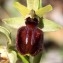  Jean-François ROUFFET - Ophrys arachnitiformis sensu Looken