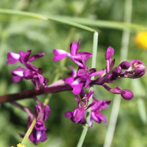 Photographie n°54458 du taxon Anacamptis laxiflora (Lam.) R.M.Bateman, Pridgeon & M.W.Chase [1997]