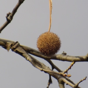 Photographie n°54463 du taxon Platanus x hispanica Mill. ex Münchh. [1770]