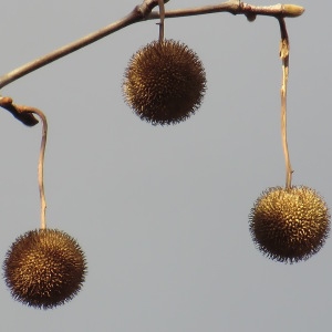 Photographie n°54465 du taxon Platanus x hispanica Mill. ex Münchh. [1770]