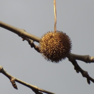 Photographie n°54468 du taxon Platanus x hispanica Mill. ex Münchh. [1770]