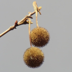 Photographie n°54469 du taxon Platanus x hispanica Mill. ex Münchh. [1770]