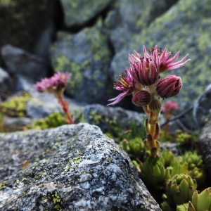 Photographie n°54471 du taxon Sempervivum montanum L. [1753]