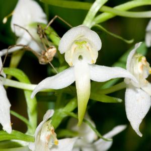 Photographie n°54473 du taxon Platanthera chlorantha (Custer) Rchb. [1828]