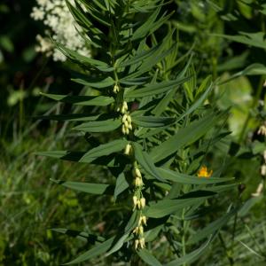 Photographie n°54480 du taxon Polygonatum verticillatum (L.) All.