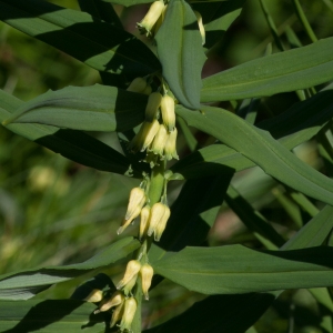 Photographie n°54481 du taxon Polygonatum verticillatum (L.) All.