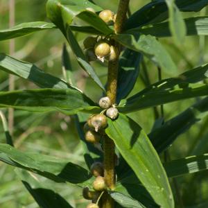 Photographie n°54483 du taxon Polygonatum verticillatum (L.) All.