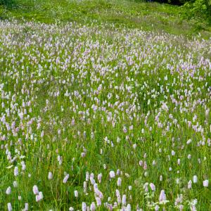 Photographie n°54484 du taxon Polygonum bistorta subsp. bistorta 