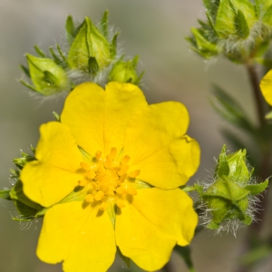 Photographie n°54493 du taxon Potentilla hirta L. [1753]