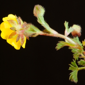 Photographie n°54497 du taxon Potentilla neumanniana Rchb. [1832]