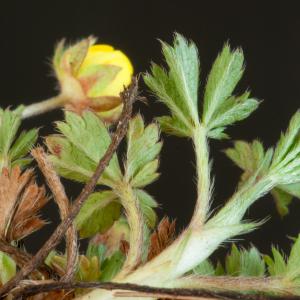 Photographie n°54498 du taxon Potentilla neumanniana Rchb. [1832]