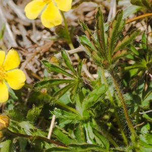 Photographie n°54500 du taxon Potentilla heptaphylla subsp. fagineicola (Lamotte) P.Fourn. [1936]